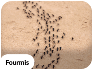 traitement anti fourmis