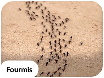 traitement anti fourmis